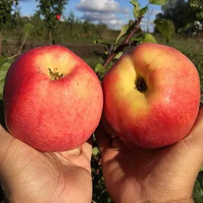 Яблоня КОВРОВОЕ стелющаяся  Яблоня КОВРОВОЕ стелющаяся в Перми