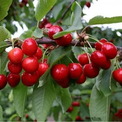 Черешня ДОНЕЦКАЯ КРАСАВИЦА  Черешня ДОНЕЦКАЯ КРАСАВИЦА в Перми