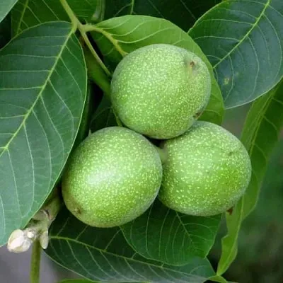 Грецкий орех ЮРИЙ ГАГАРИН в Перми