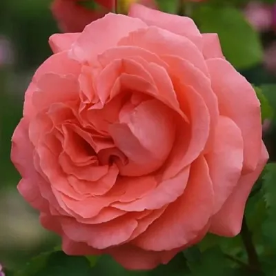 Саженцы роз ДИДИ БРИДЖУОТЕР плетистая  Саженцы роз ДИДИ БРИДЖУОТЕР плетистая в Перми