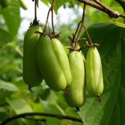 Актинидия ВИТАКОЛА коломикта — описание сорта Актинидия ВИТАКОЛА коломикта в Перми