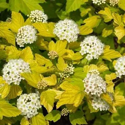 Пузыреплодник ДАРТС ГОЛД  Пузыреплодник ДАРТС ГОЛД в Перми