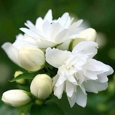 Жасмин ШНЕЕШТРУМ в Перми