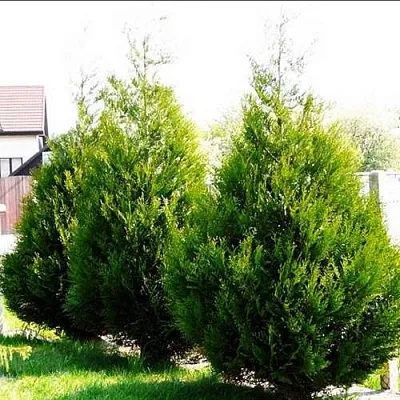 Туя АТРОВИРЕНС складчатая в Перми