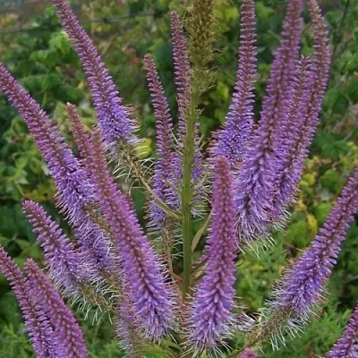 Вероникаструм ФАСЦИНЕЙШН в Перми