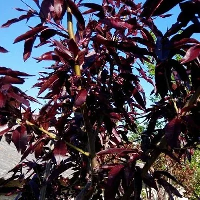 Персик БУРГУНДИ краснолистный  Персик БУРГУНДИ краснолистный в Перми