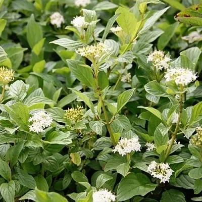 Дерен ФЛАВИРАМЕА отпрысковый   Дерен ФЛАВИРАМЕА отпрысковый  в Перми