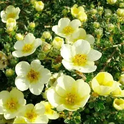 Лапчатка КЛОНДАЙК кустарниковая  Лапчатка КЛОНДАЙК кустарниковая в Перми