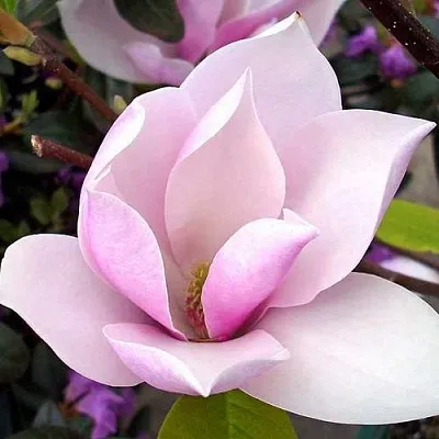 Магнолия АЛЕКСАНДРИНА   Магнолия АЛЕКСАНДРИНА  в Перми