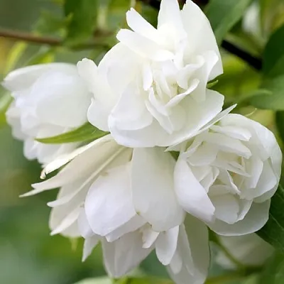 Жасмин МАНТО Д’ЭРМИН  Жасмин МАНТО Д’ЭРМИН в Перми