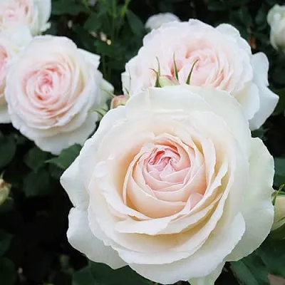 Саженцы роз ПАЛЕ РОЯЛЬ плетистая  Саженцы роз ПАЛЕ РОЯЛЬ плетистая в Перми