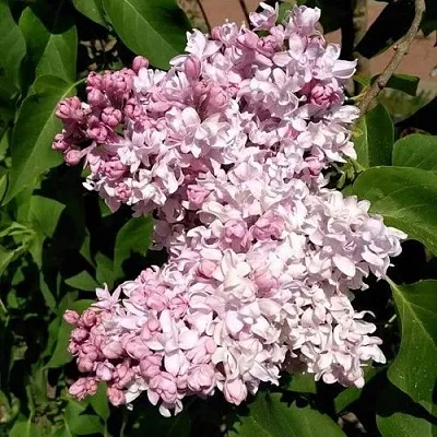 Сирень МИЛОСЕРДИЕ  Сирень МИЛОСЕРДИЕ в Перми