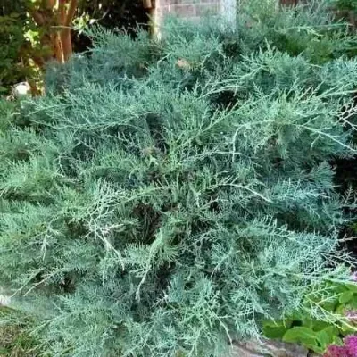 Можжевельник ГРЕЙ ОУЛ виргинский — описание сорта Можжевельник ГРЕЙ ОУЛ виргинский в Перми