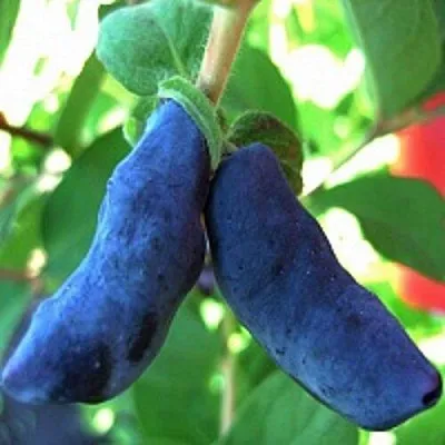 Жимолость съедобная БАКЧАРСКИЙ ВЕЛИКАН в Перми