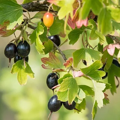 Смородина золотистая БЛЭЙКСТ  Смородина золотистая БЛЭЙКСТ в Перми