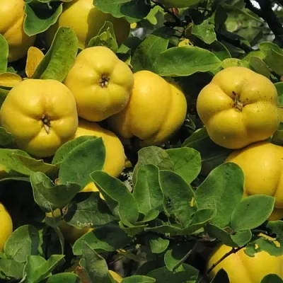 Цидония в Перми