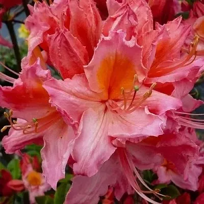 Азалия ПИНК ДЕЛАЙТ листопадная	  Азалия ПИНК ДЕЛАЙТ листопадная	 в Перми