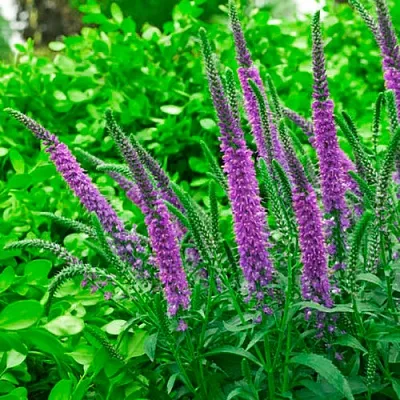 Вероника ФЕСТ МАТЧ длиннолистная в Перми