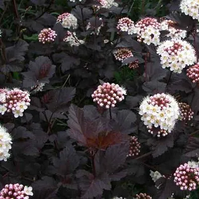 Пузыреплодник ДИАБЛО  Пузыреплодник ДИАБЛО в Перми