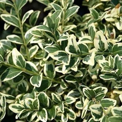 Бирючина ВАРИЕГАТУМ овальнолистная — описание сорта Бирючина ВАРИЕГАТУМ овальнолистная в Перми