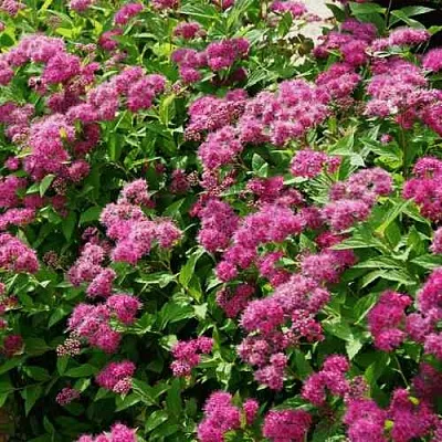 Спирея КРИСПА японская  Спирея КРИСПА японская в Перми