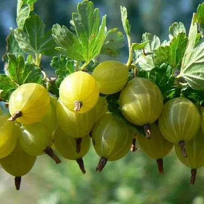 Крыжовник ХИННОНМАЙНЕН КЕЛЬТАЙНЕН  Крыжовник ХИННОНМАЙНЕН КЕЛЬТАЙНЕН в Перми