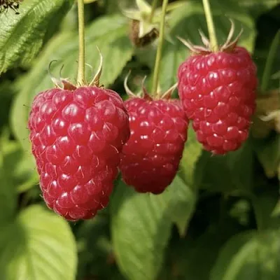 Малина МАПЕМА   Малина МАПЕМА  в Перми