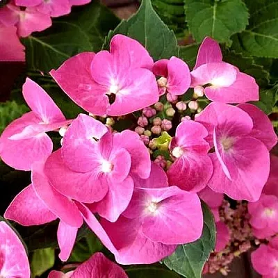 Гортензия ТАУБЕ крупнолистная  Гортензия ТАУБЕ крупнолистная в Перми