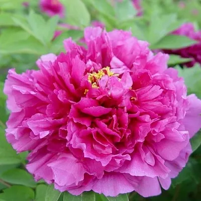 Пион ЛИЛОВАЯ ФАНТАЗИЯ древовидный  Пион ЛИЛОВАЯ ФАНТАЗИЯ древовидный в Перми