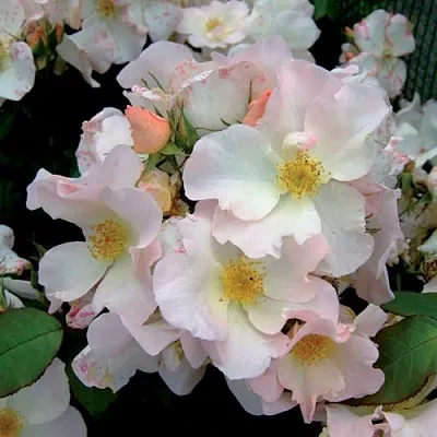 Саженцы роз САЛЛИ ХОЛМС мускусная в Перми