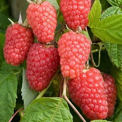 Малина КАСКАД ДЕЛАЙТ  Малина КАСКАД ДЕЛАЙТ в Перми