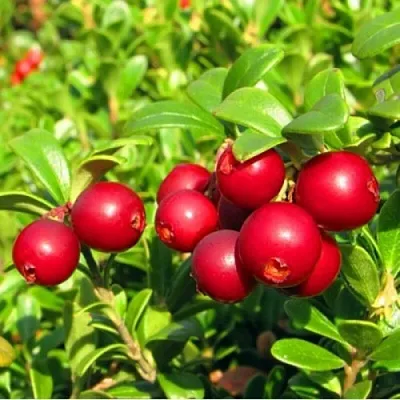 Брусника садовая РЕД ПЕРЛ  Брусника садовая РЕД ПЕРЛ в Перми