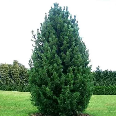 Сосна кедровая  в Перми