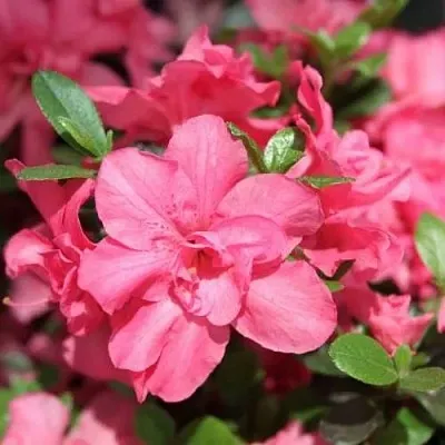 Азалия РОКОКО японская  Азалия РОКОКО японская в Перми