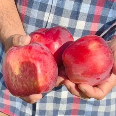 Яблоня ПАМЯТЬ КОВАЛЕНКО в Перми