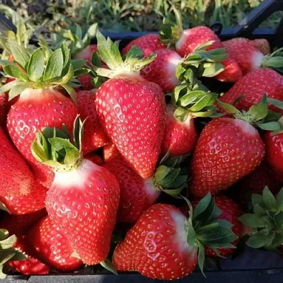 Клубника ЛЮЧИЯ  Клубника ЛЮЧИЯ в Перми