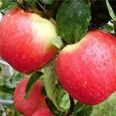 Яблоня ЖЕНЕВА (ЖЕНЕВА ЭРЛИ)  Яблоня ЖЕНЕВА (ЖЕНЕВА ЭРЛИ) в Перми