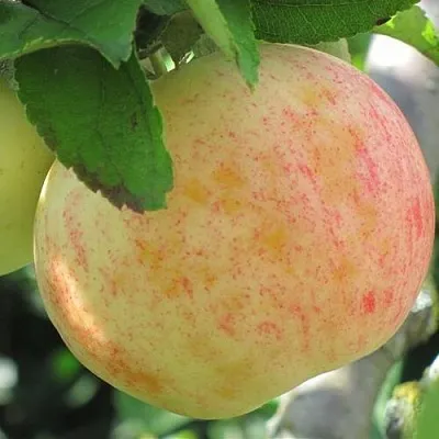 Яблоня ЛЕТНЕЕ СЛАДКОЕ  Яблоня ЛЕТНЕЕ СЛАДКОЕ в Перми
