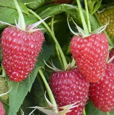 Малина ЕВРАЗИЯ  Малина ЕВРАЗИЯ в Перми