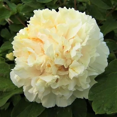 Пион НЕЖНЫЙ ГОЛОС древовидный  Пион НЕЖНЫЙ ГОЛОС древовидный в Перми