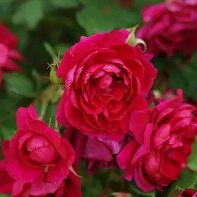 Саженцы роз КВАДРА плетистая  Саженцы роз КВАДРА плетистая в Перми