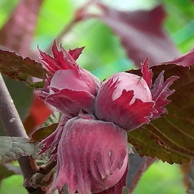 Фундук КАРДИНАЛ  Фундук КАРДИНАЛ в Перми