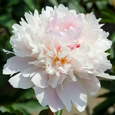 Пион АЛЕРТИ травянистый  Пион АЛЕРТИ травянистый в Перми