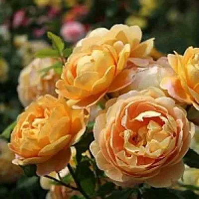 Саженцы роз ГОЛДЕН СЕЛЕБРЕЙШЕН английская в Перми