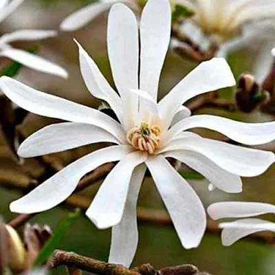 Магнолия СТЕЛЛАТА  Магнолия СТЕЛЛАТА в Перми