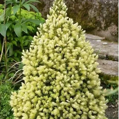 Ель МАЙГОЛД колючая  Ель МАЙГОЛД колючая в Перми