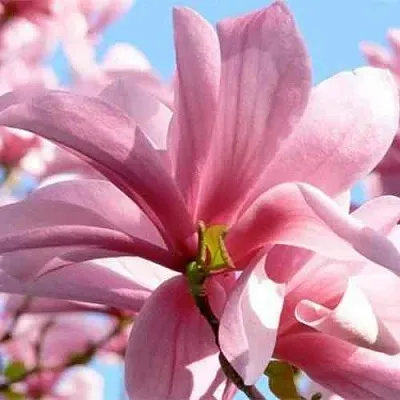 Магнолия ГАЛАКСИ  Магнолия ГАЛАКСИ в Перми