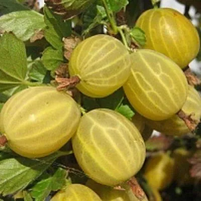 Крыжовник КУРШУ ДЗИНТАРС  Крыжовник КУРШУ ДЗИНТАРС в Перми