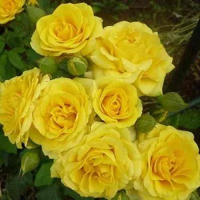 Саженцы роз ЕЛЛОУ БЭЙБИ спрей  Саженцы роз ЕЛЛОУ БЭЙБИ спрей в Перми