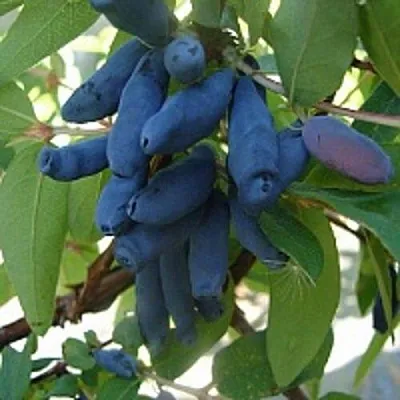 Жимолость съедобная ГОРДОСТЬ БАКЧАРА в Перми